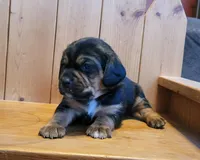 Champ, a male Puggle for sale in Ava, MO – Photo 4 of 4