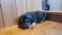 Champ, a male Puggle for sale in Ava, MO – Photo 2 of 4