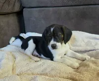 Bruiser On Hold, a male Puggle for sale in Ava, MO – 4 of 10