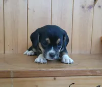 Daisy , a female Puggle and Beagle for sale in Ava, MO – Photo 2 of 6