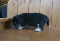 Daisy , a female Puggle and Beagle for sale in Ava, MO – Photo 4 of 6