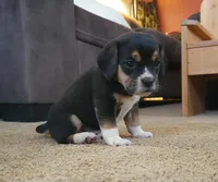 Daisy , a female Puggle and Beagle for sale in Ava, MO – Photo 1 of 6