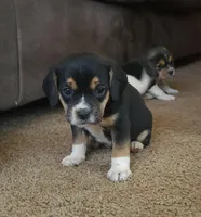 Daisy , a female Puggle and Beagle for sale in Ava, MO – Photo 6 of 6