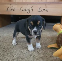 Daisy , a female Puggle and Beagle for sale in Ava, MO – Photo 3 of 6