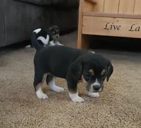 Daisy , a female Puggle and Beagle for sale in Ava, MO – Photo 5 of 6