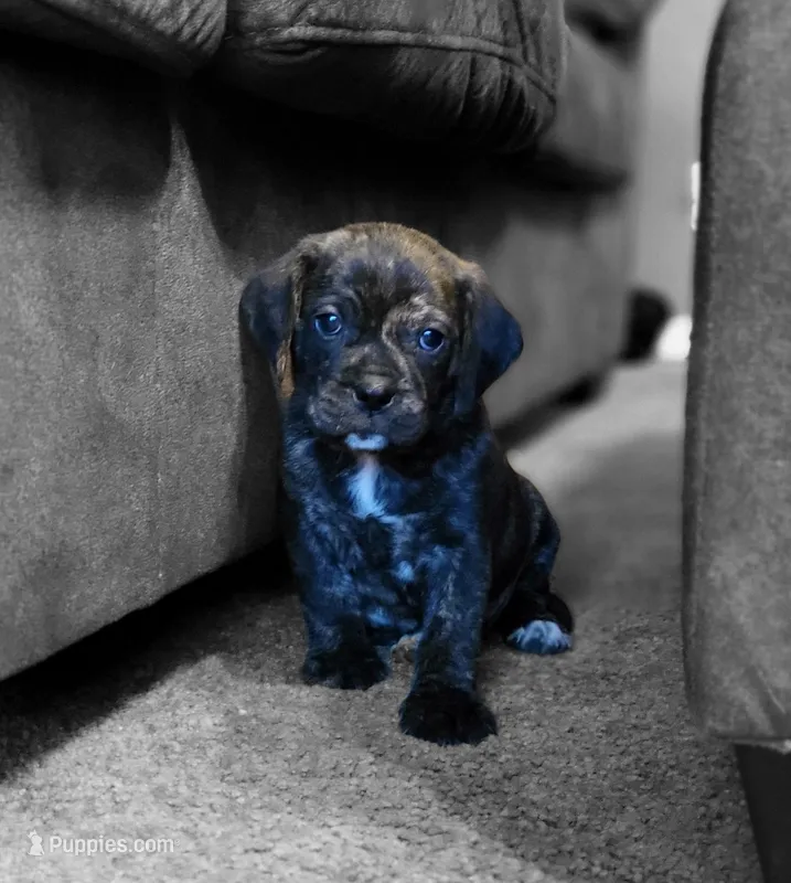Copper – Puggle puppy for sale in Ava, MO