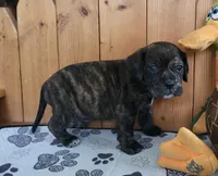 Copper, a male Puggle for sale in Ava, MO – Photo 2 of 5