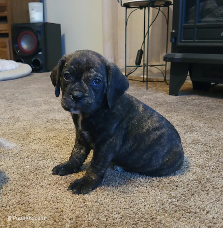 Copper – Puggle puppy for sale in Ava, MO