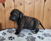 Copper, a male Puggle for sale in Ava, MO – Photo 3 of 5