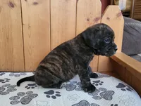 Copper, a male Puggle for sale in Ava, MO – Photo 4 of 5