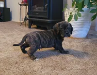 Copper, a male Puggle for sale in Ava, MO – 3 of 8