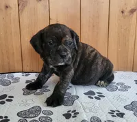 Copper, a male Puggle for sale in Ava, MO – Photo 5 of 5