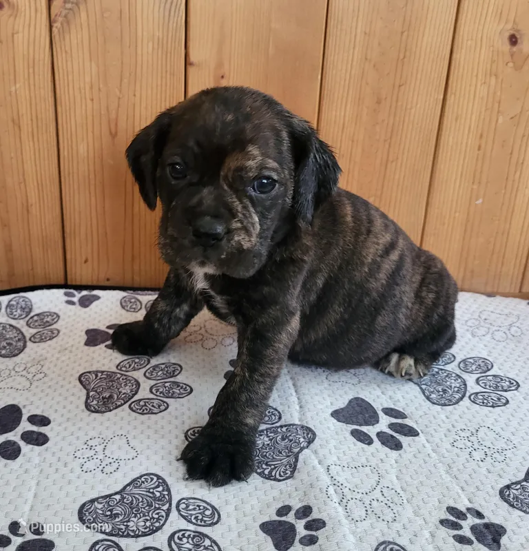 Copper – Puggle puppy for sale in Ava, MO