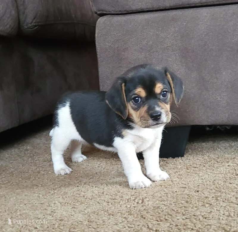 Lilly – Puggle, Beagle puppy for sale in Ava, MO