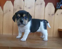 Lilly, a female Puggle and Beagle for sale in Ava, MO – Photo 5 of 8