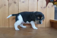 Lilly, a female Puggle and Beagle for sale in Ava, MO – Photo 3 of 8