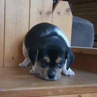 Lilly, a female Puggle and Beagle for sale in Ava, MO – Photo 7 of 8