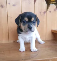 Lilly, a female Puggle and Beagle for sale in Ava, MO – Photo 4 of 8