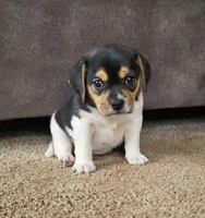 Lilly, a female Puggle for sale in Ava, MO – Photo 4 of 10