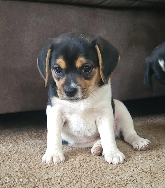 Lilly – Puggle, Beagle puppy for sale in Ava, MO