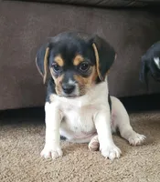 Lilly, a female Puggle for sale in Ava, MO – Photo 1 of 10