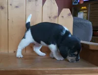 Lilly, a female Puggle and Beagle for sale in Ava, MO – Photo 8 of 8