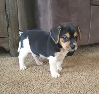Lilly, a female Puggle for sale in Ava, MO – Photo 3 of 10