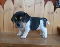 Lilly, a female Puggle and Beagle for sale in Ava, MO – Photo 2 of 8