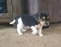 Lilly, a female Puggle for sale in Ava, MO – Photo 5 of 10