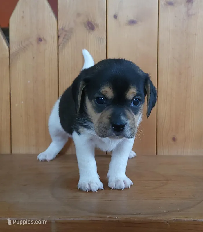 Lilly – Puggle, Beagle puppy for sale in Ava, MO