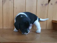 Titus, a male Puggle and Beagle for sale in Ava, MO – Photo 4 of 5