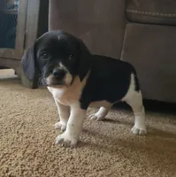 Titus, a male Puggle for sale in Ava, MO – Photo 3 of 10