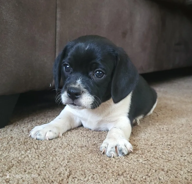 Titus – Puggle, Beagle puppy for sale in Ava, MO