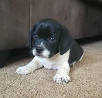 Titus, a male Puggle for sale in Ava, MO – Photo 1 of 10