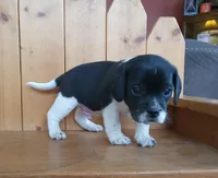 Titus, a male Puggle and Beagle for sale in Ava, MO – Photo 2 of 5