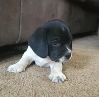 Titus, a male Puggle for sale in Ava, MO – Photo 5 of 10