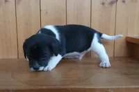 Titus, a male Puggle and Beagle for sale in Ava, MO – Photo 3 of 5