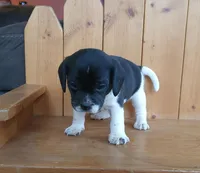 Titus, a male Puggle and Beagle for sale in Ava, MO – Photo 5 of 5