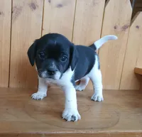 Titus, a male Puggle and Beagle for sale in Ava, MO – Photo 1 of 5