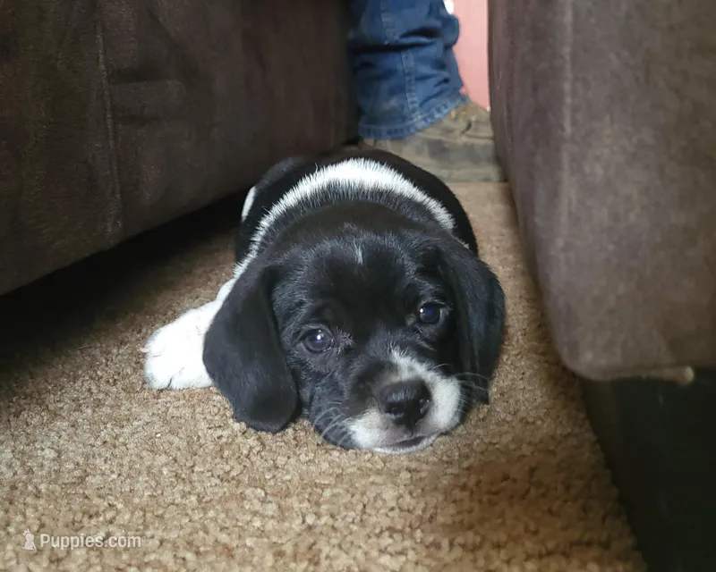 Titus – Puggle puppy for sale in Ava, MO
