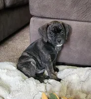 Dolly, a female Puggle for sale in Ava, MO – 6 of 10