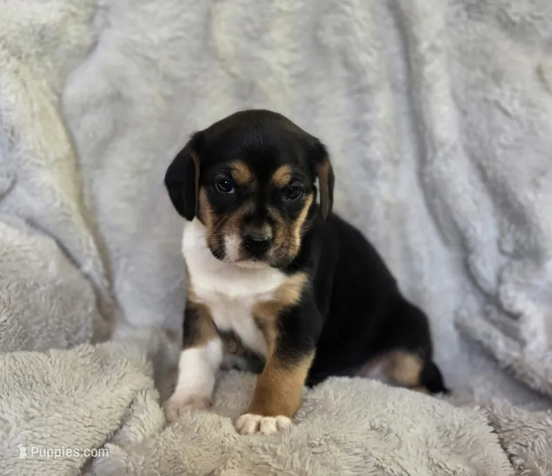 Sissy – Puggle puppy for sale in Ava, MO