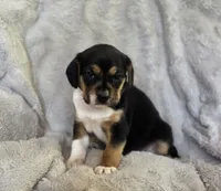 Sissy, a female Puggle for sale in Ava, MO – 8 of 8
