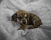 Theo, a male Puggle for sale in Ava, MO – 10 of 10