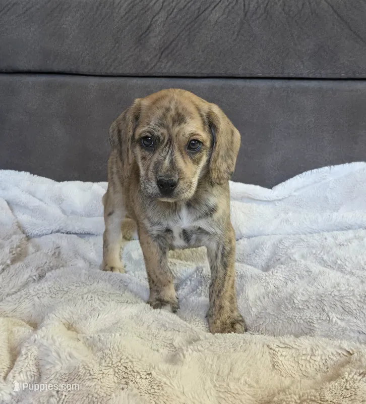 Theo – Puggle puppy for sale in Ava, MO