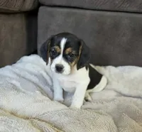 Tulip On Hold, a female Puggle for sale in Ava, MO – 4 of 10