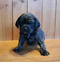 Marly, a female Puggle for sale in Ava, MO – Photo 4 of 4
