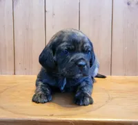Marly, a female Puggle for sale in Ava, MO – Photo 1 of 4