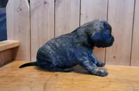 Marly, a female Puggle for sale in Ava, MO – Photo 2 of 4