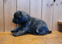 Marly, a female Puggle for sale in Ava, MO – Photo 3 of 4